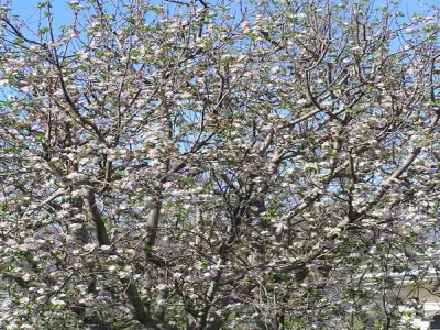 Apple in blossom